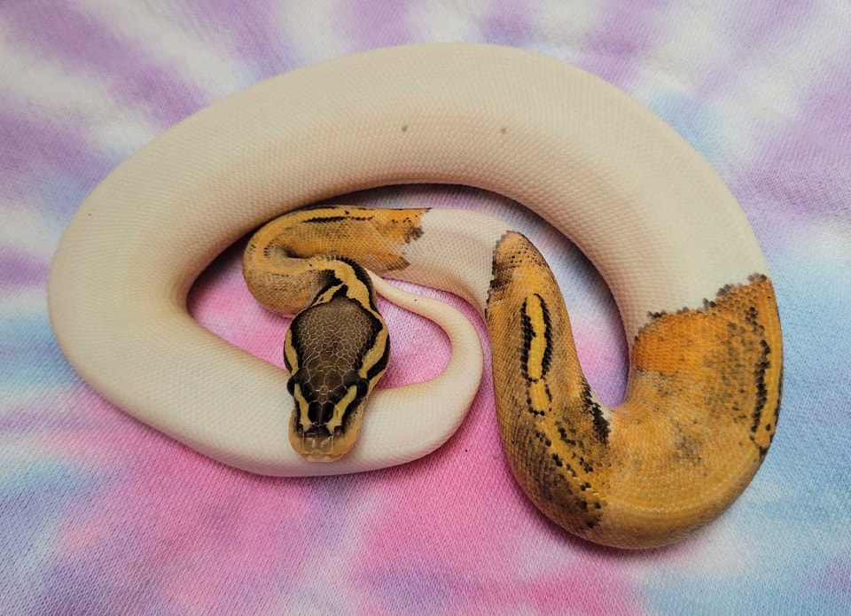 Ball Python Available | Reptiles & Amphibians for Rehoming | Guelph ...