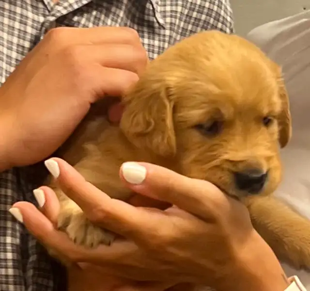 Chiot Golden Retriever prêts 19/07/25 CKC, OFA & ADN in Dogs & Puppies for Rehoming in Laval / North Shore - Image 7