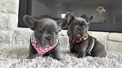 Small blue frenchie. Wide Structure. Exclusive Lines., View more