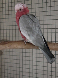 PROVEN ROSE BREASTED GALLAH COCKATOO FOR SALE