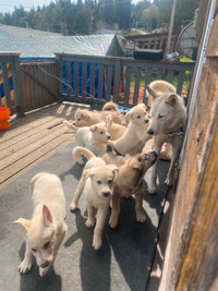 Busky (border collie/husky) 10-week-old puppies for sale!
