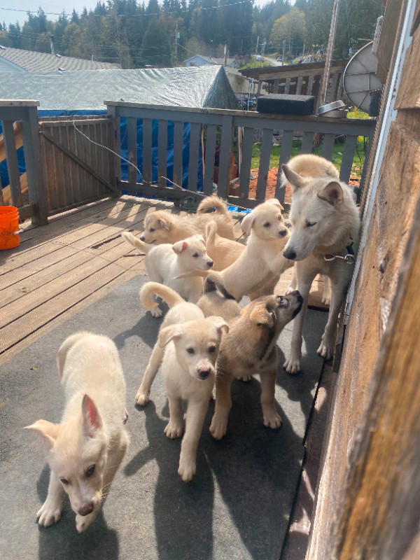 Busky (border collie/husky) puppies for sale! in Dogs & Puppies for Rehoming in Campbell River