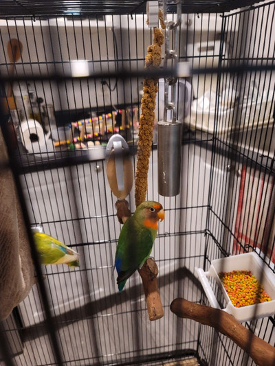 2 Lovebirds and 2 Budgies with cages and food for sale.