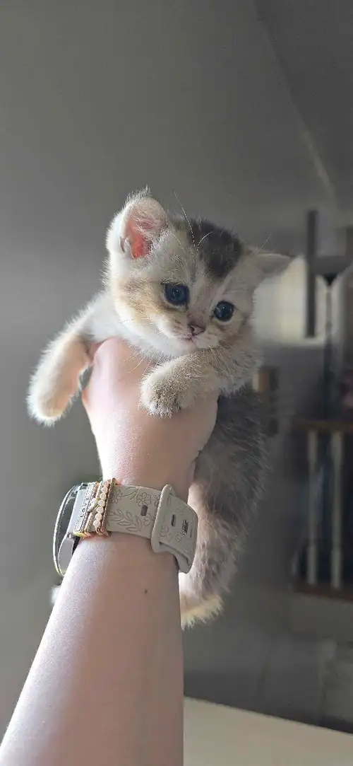 We have 6 Smart and adorable British Shorthair kittens looking for their forever homes! These charmi...