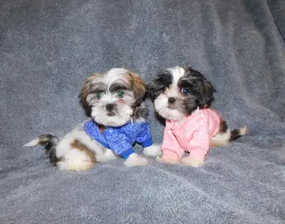 Chiots malshi(bichon maltais x shihtzu), View more