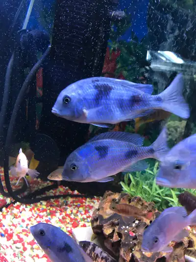 Damasonie,Dauphin moori,Labidochromis a Repentigny J5y3x4, View more