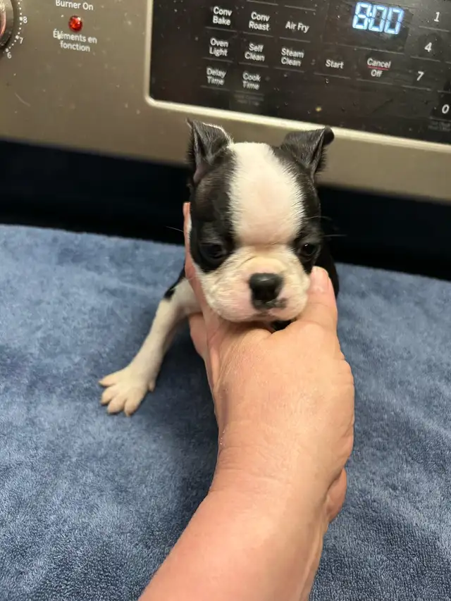 boston terriers in Dogs & Puppies for Rehoming in Prince George - Image 5