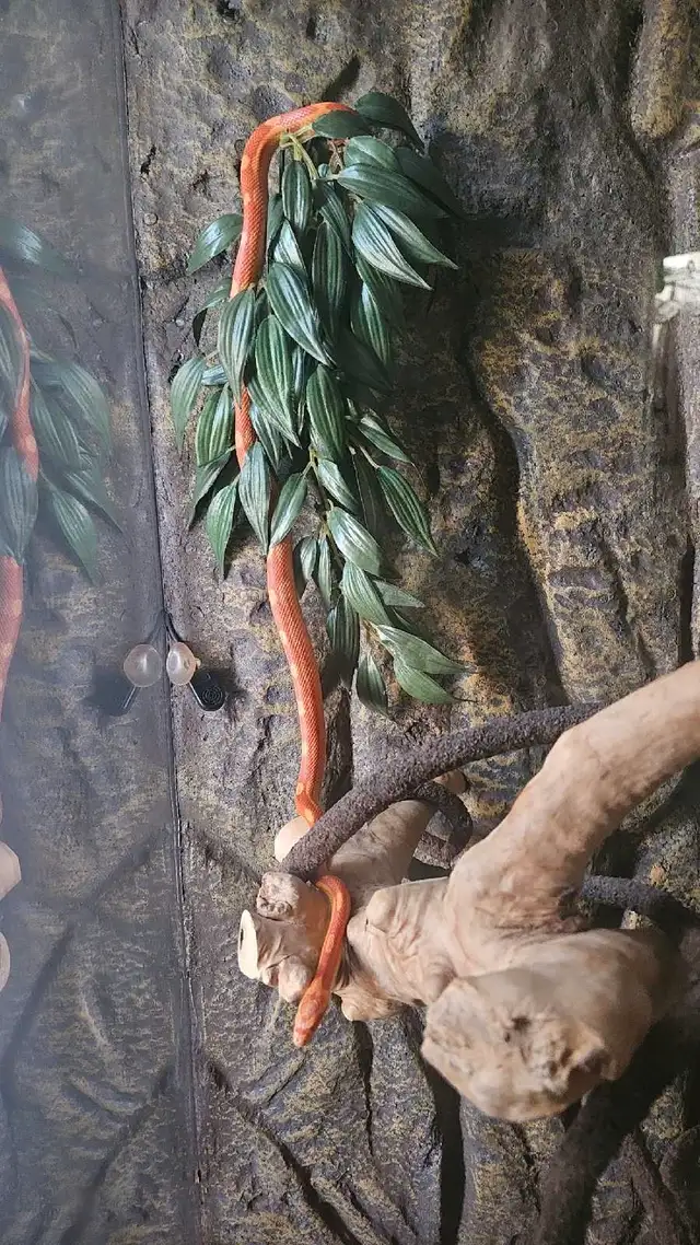 albino corn snake in Reptiles & Amphibians for Rehoming in Moncton - Image 3