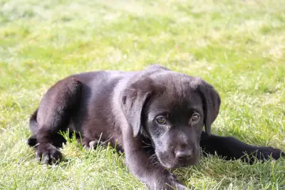 CKC Labrador Retriever Puppies  Black Lab Puppy Chocolate Lab, View more