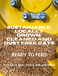 Sustainable, Locally Grown, Cleaned And Dust Free Oats