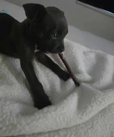 choit femelle staffy mix bully, View more