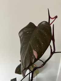 Philodendron for sale