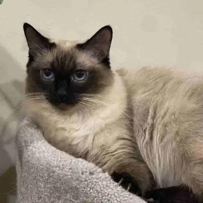 Ragdoll and Balinese Mix Cat, View more