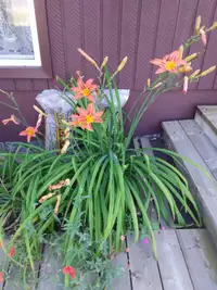 Hardy orange day lilies