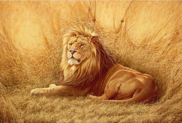 Africa Lion Canvas Art Nature Poster Wildlife42" wide height 2 in Arts & Collectibles in Markham / York Region