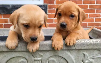 Yellow/Red Fox Labrador Retriever Puppies, View more