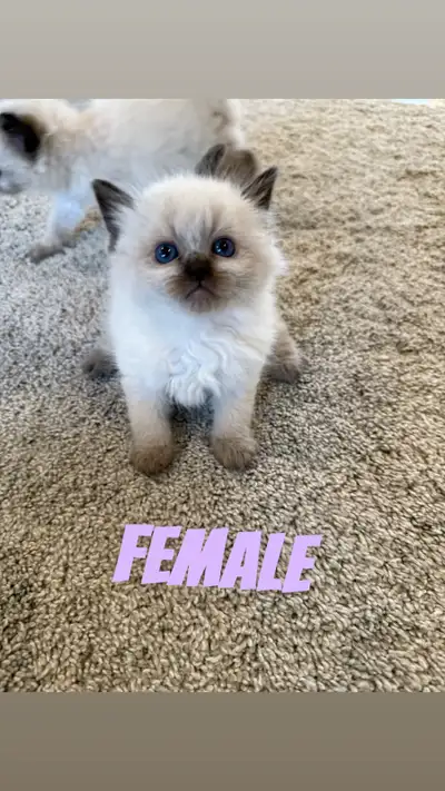 Purebred Ragdoll Kittens, View more