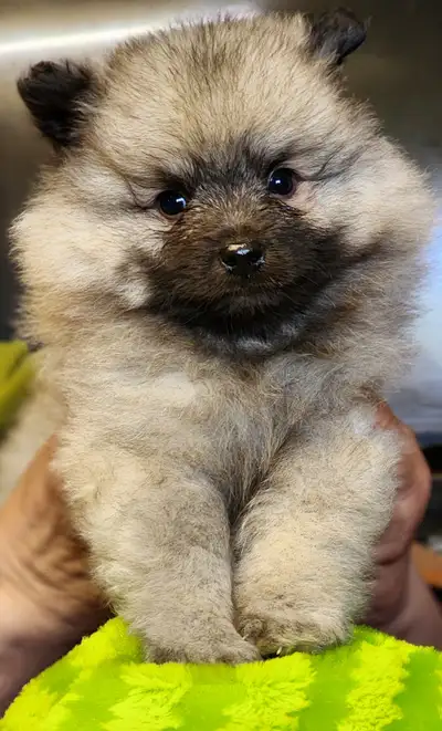 Beautiful Keeshond Babies, 2 boys still available., View more