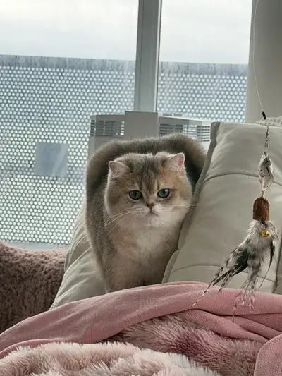 British shorthair golden blue shaded Male, View more