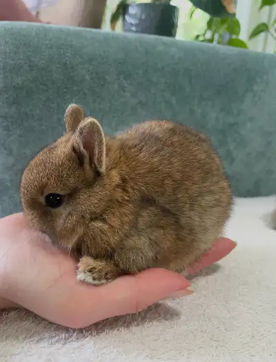 Teeny Tiny Netherland Dwarf Babies, View more