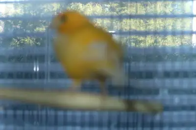 2   COUPLE DE    SERINS  FANCY, GLOSTER   tres tres chanteur, View more