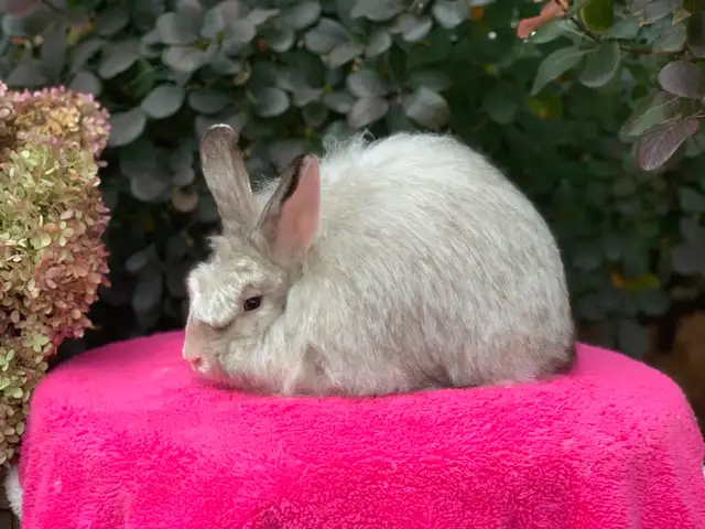 English and Satin Angora Rabbits in Small Animals for Rehoming in City of Toronto - Image 6