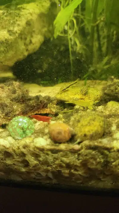 Neocaridina Shrimps, View more