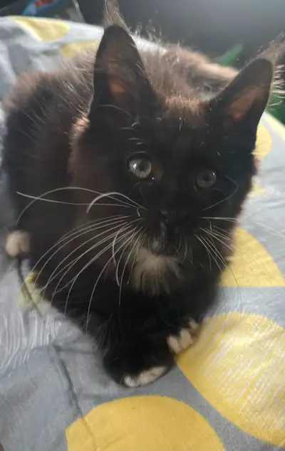 Une femelle Black and white prete a quitter le nid familiale,vacciner,vermifuger,Enregistrer Tica, a...