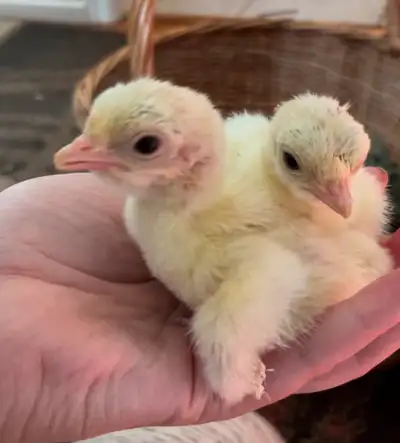 Sweet Grass Turkey Poults , View more