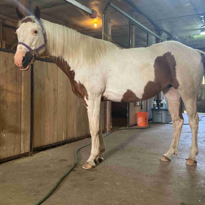 10 year old paint mare Horses & Ponies for Rehoming Owen Sound Kijiji