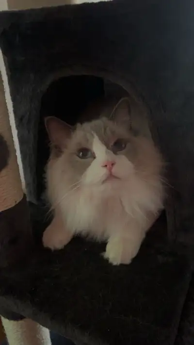 Bobby Ragdoll, View more