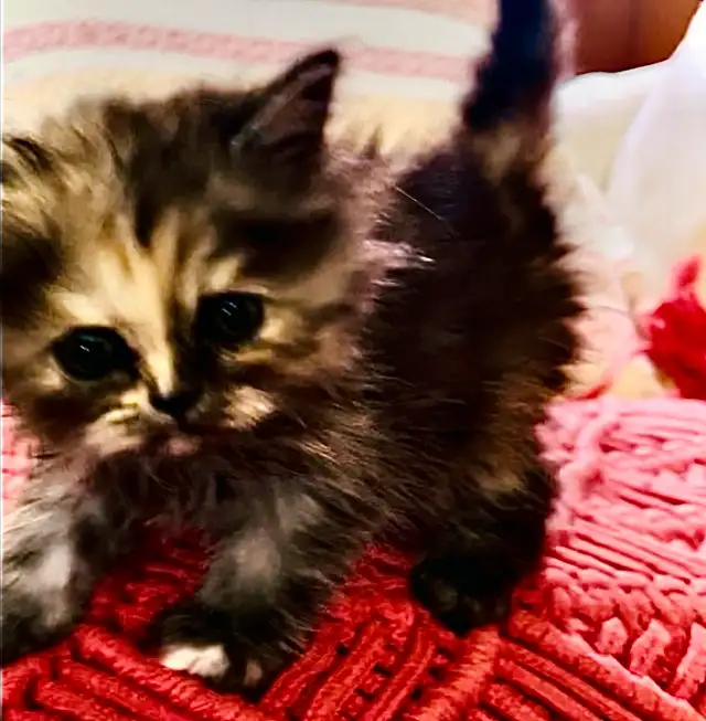 ✨LOVECATS TICA reg. Cattery