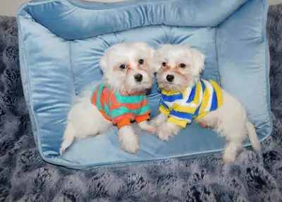 Toy Maltese Puppies  mixe, View more