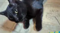 ISO: Kitten