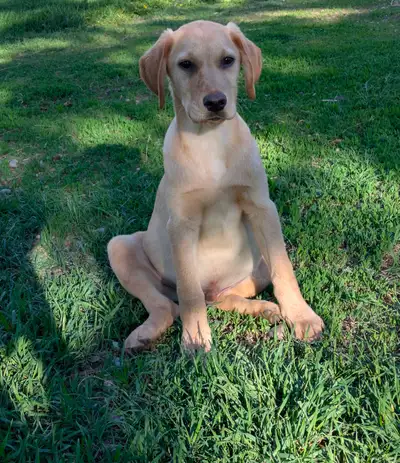 BEAUTIFUL LAB/GOLDEN RETRIEVER PUPPY, View more