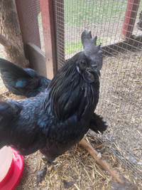 2 purebred svarthona(Swedish black chicken) Roosters