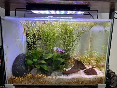 Aquarium with Betta , View more