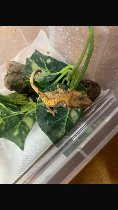 Crested geckos, View more