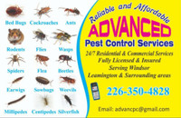Advanced Pest Control Service; Incredible Work Guranteed