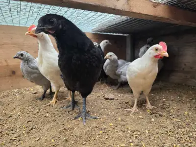 We have a selection of different chickens available. Ayam cemani x breeds Straight run $10 Sexed $30