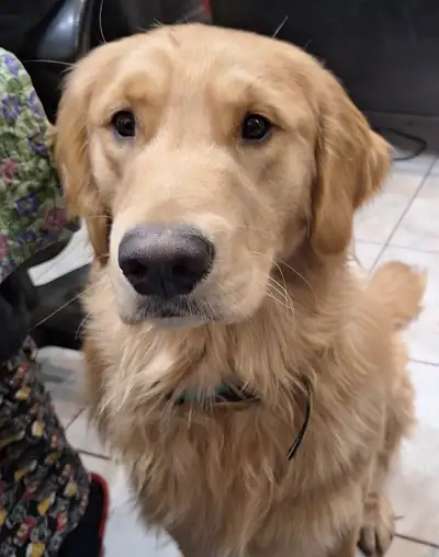 Rehoming Golden Retriever, View more