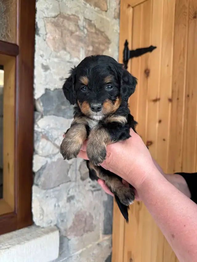 Outstanding F2 Mini Bernedoodle Puppies in Dogs & Puppies for Rehoming in Markham / York Region - Image 7