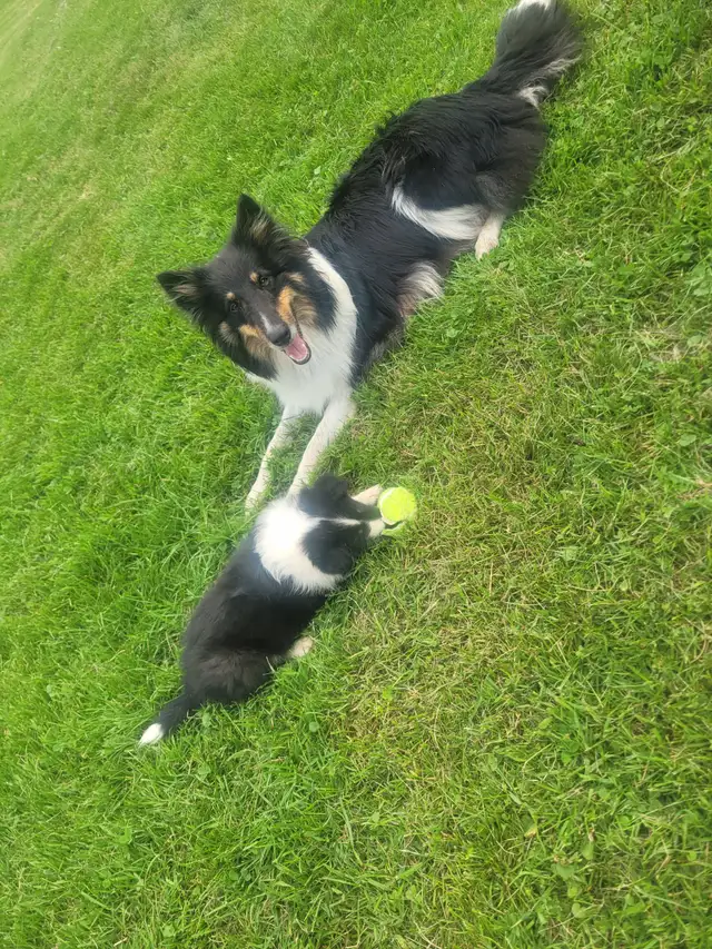Chiots berger de shetland in Dogs & Puppies for Rehoming in Granby - Image 4