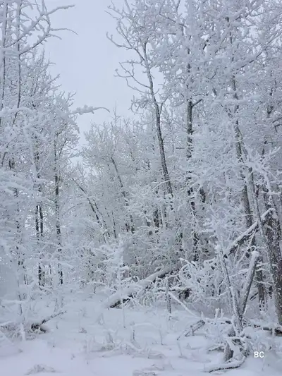 Hello im looking for a small 10ac ish plot of treed undeveloped land. Wanting to build a cabin. Mess...