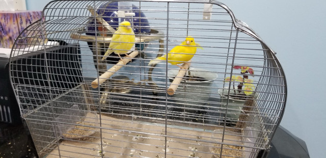 Canaries for sale in Birds for Rehoming in Oshawa / Durham Region - Image 3