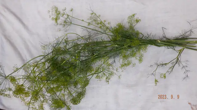 Dill for sale, garden fresh $5.00 for a bouquet