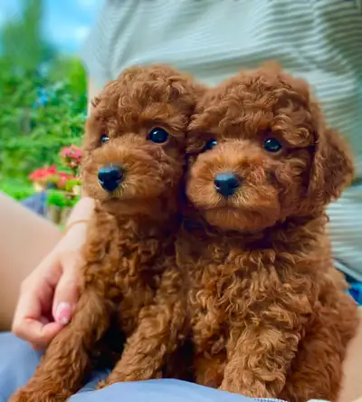 red toy poodle puppies looking for their Forever home, View more