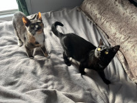 Two kitty best friends- looking for a good home