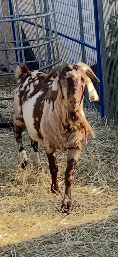 Stud Buck for rent, View more