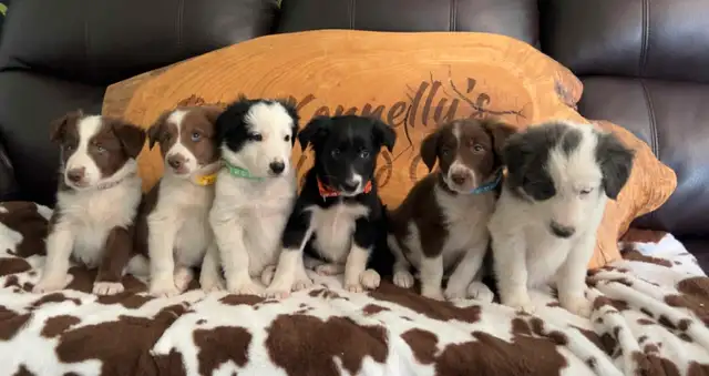 Border Collie Puppies  READY TO GO ! in Dogs & Puppies for Rehoming in Napanee - Image 2